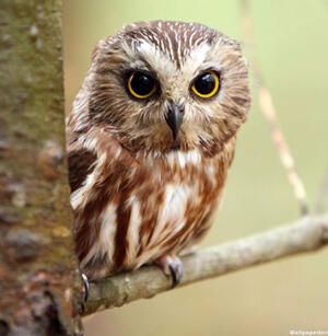 [ an adorable picture of an owl on a tree branch ]