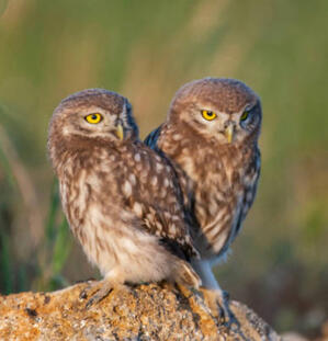 [ an adorable picture of two owls on a branch ]