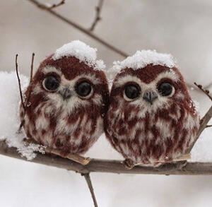 [ an adorable picture of two owls on a branch in the snow together ]