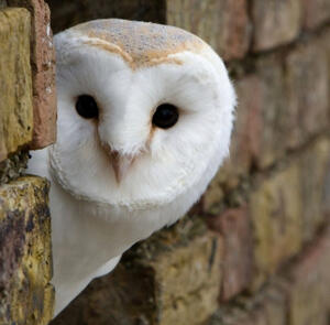 [ a super cute picture of an owl peeking behind a brick wall ! ]